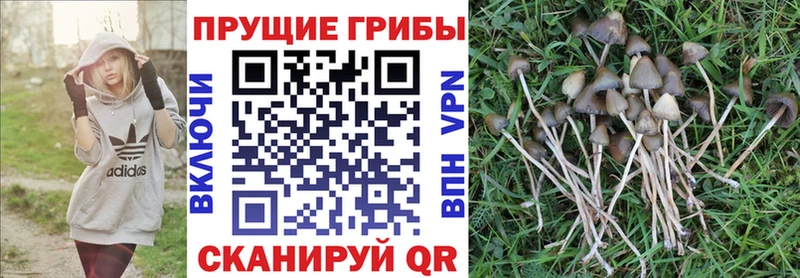 Галлюциногенные грибы Cubensis  Калач-на-Дону 